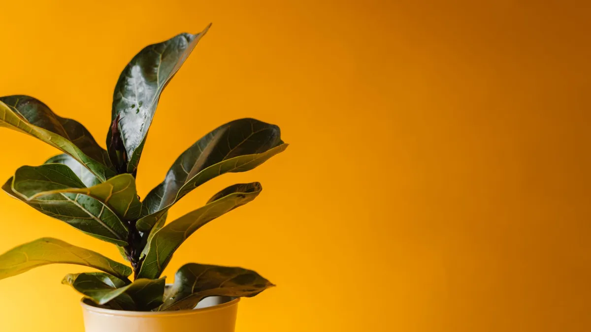 Planta de interior com folhas amareladas, indicando possível necessidade de ajuste na rega ou luz