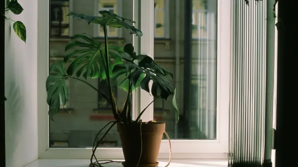 Planta de interior inclinada em direção à luz de uma janela.