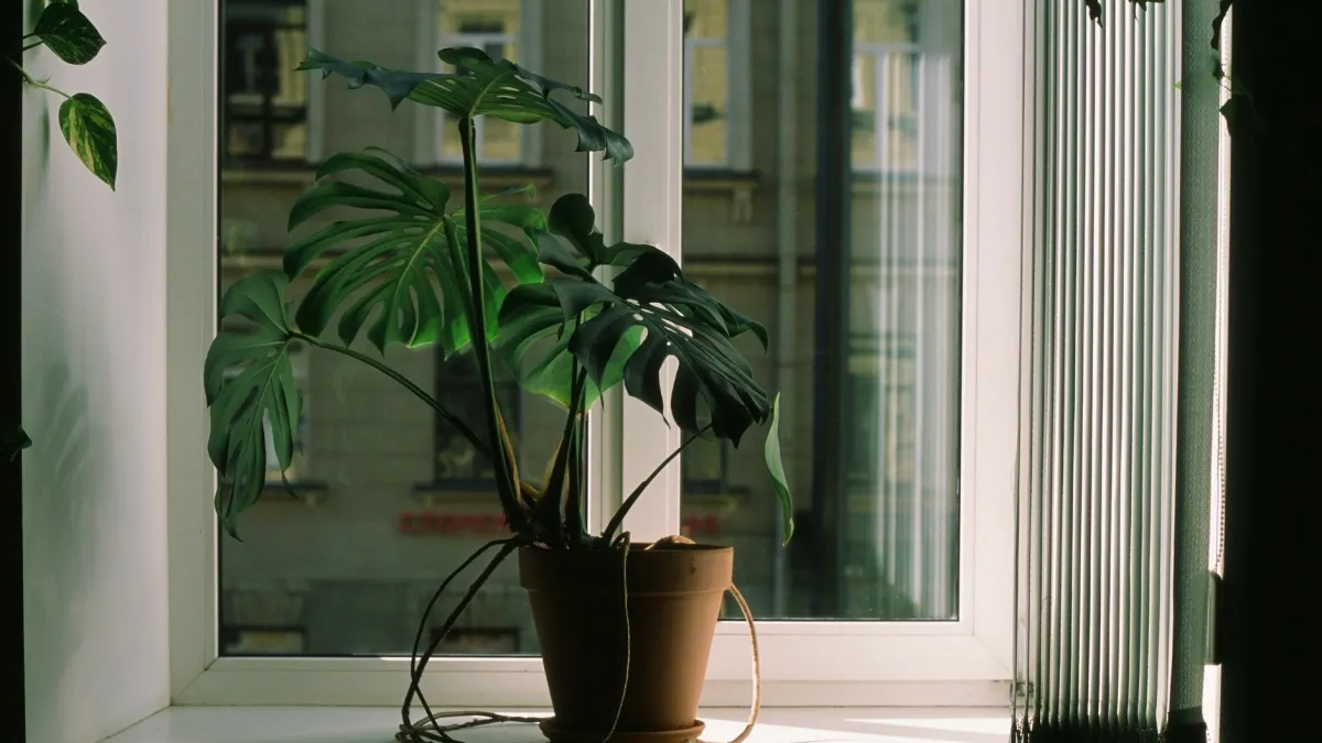 Planta de interior inclinada em direção à luz de uma janela.