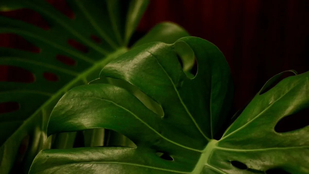 Planta de interior perto de uma janela com ar seco.