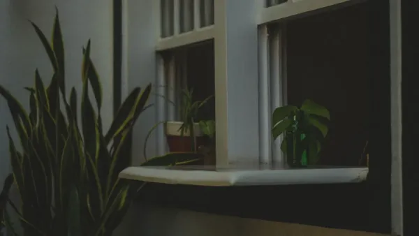 Planta de interior vibrante e saudável posicionada perto de uma janela com luz natural brilhante filtrada.
