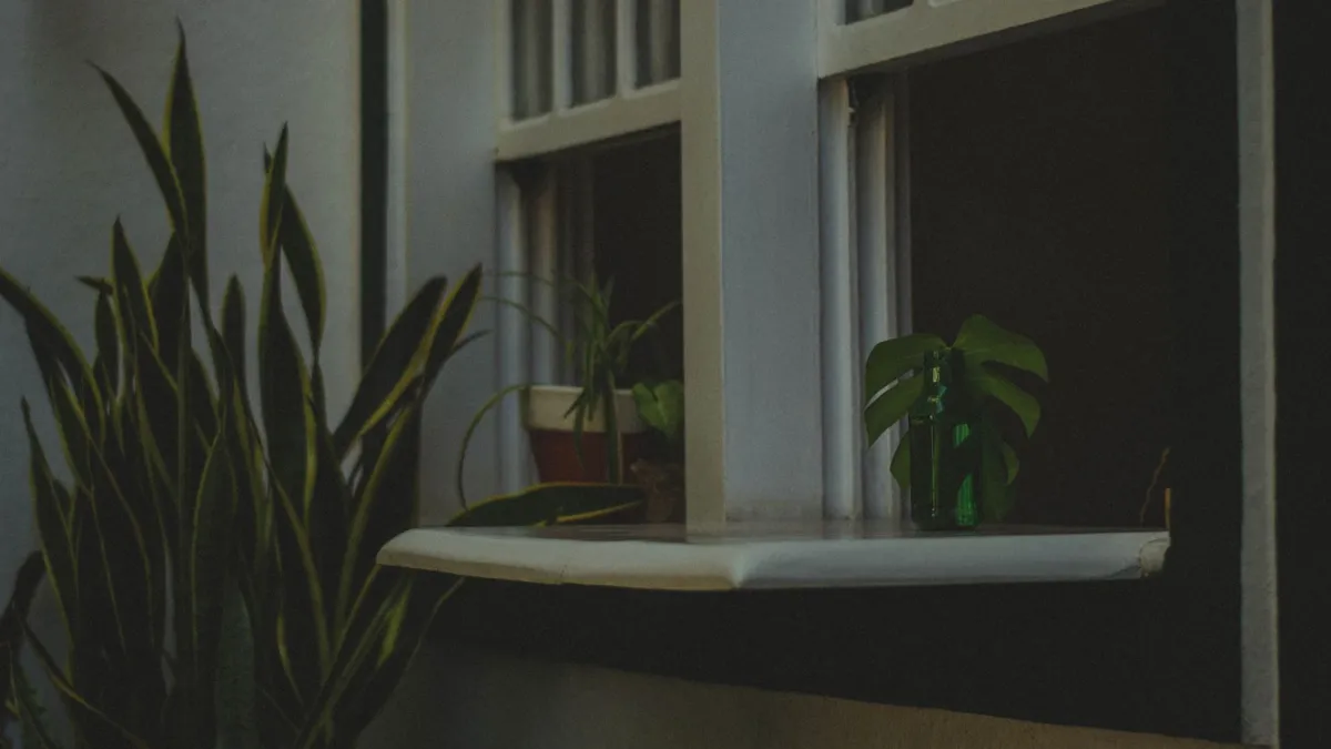 Planta de interior vibrante e saudável posicionada perto de uma janela com luz natural brilhante filtrada.