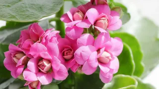 Planta de kalanchoe com flores vibrantes em vaso, mostrando a beleza da floração.