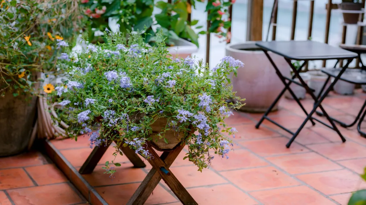 Planta de lavanda em um vaso rústico em uma varanda ensolarada