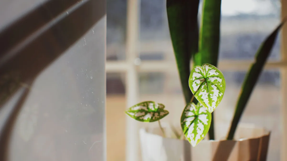 Planta de manjericão com caules finos e longos, indicando estiolamento por falta de luz.