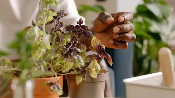 Planta de manjericão em vaso recebendo luz solar em uma janela.