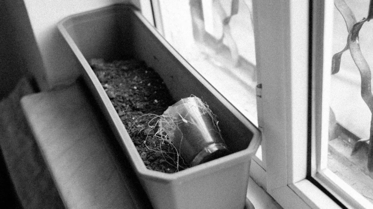 Planta de manjericão saudável crescendo em um pequeno vaso em uma janela ensolarada.