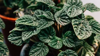 Planta de peperômia com folhas murchas e caídas, indicando falta de água.