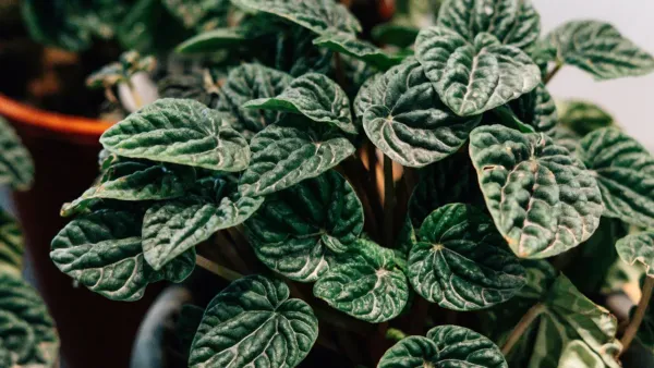 Planta de peperômia com folhas murchas e caídas, indicando falta de água.