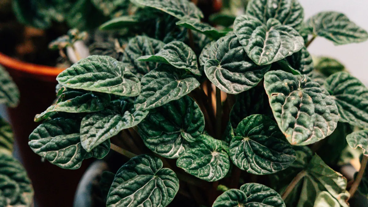 Planta de peperômia com folhas murchas e caídas, indicando falta de água.