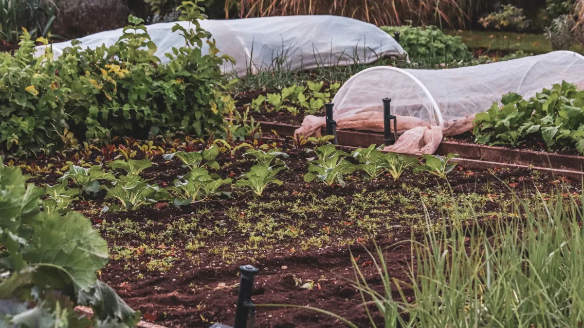 Planta de pimenta cambuci vibrante e saudável em um jardim ensolarado, cercada por outras plantas benéficas.