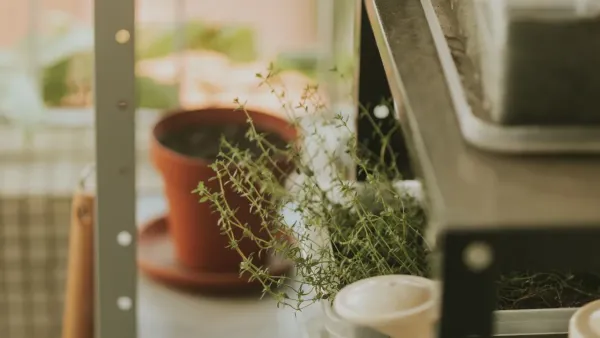 Planta de salsa vibrante crescendo em um vaso sobre um parapeito de janela ensolarado.