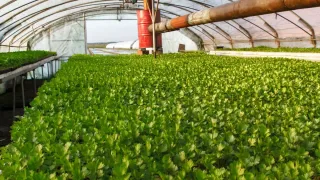 Planta de salsão crescendo em um jardim com sombra parcial