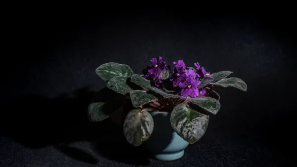 Planta de violeta africana com flores roxas vibrantes e folhas verdes em um vaso de terracota em uma janela ensolarada.