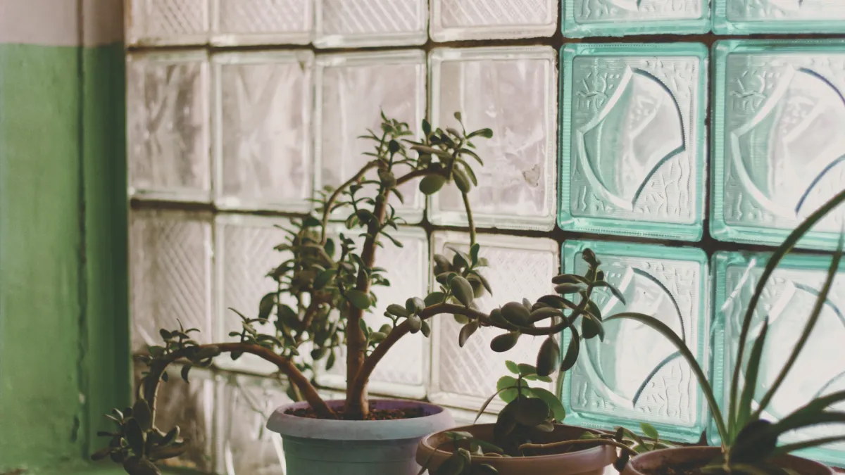 Planta-jade posicionada perto de uma janela recebendo luz solar indireta.
