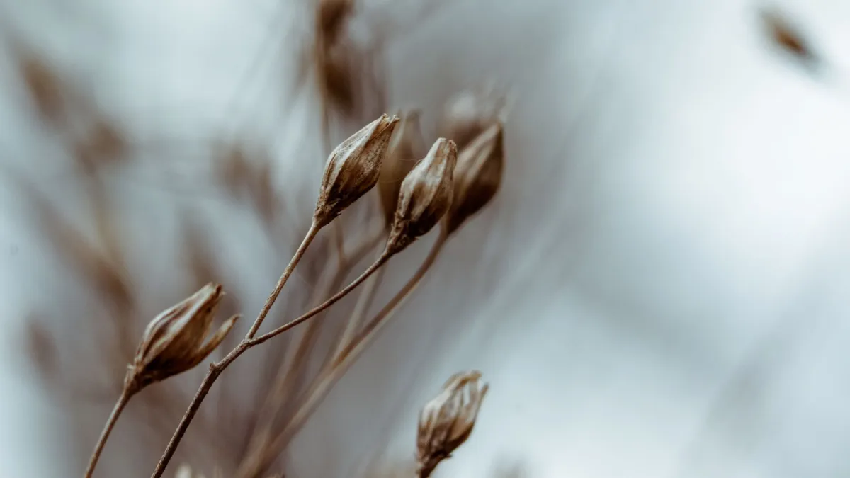Planta que não floresce, com botões secos e sem sinais de floração