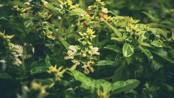 Planta saudável com folhas verdes, mas sem flores em um vaso
