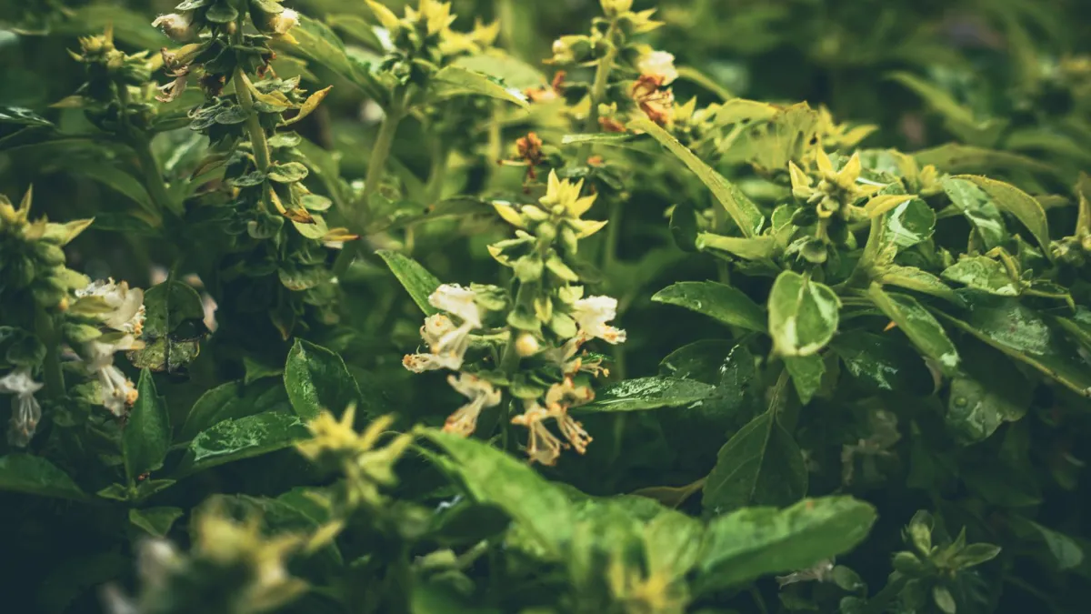 Planta saudável com folhas verdes, mas sem flores em um vaso
