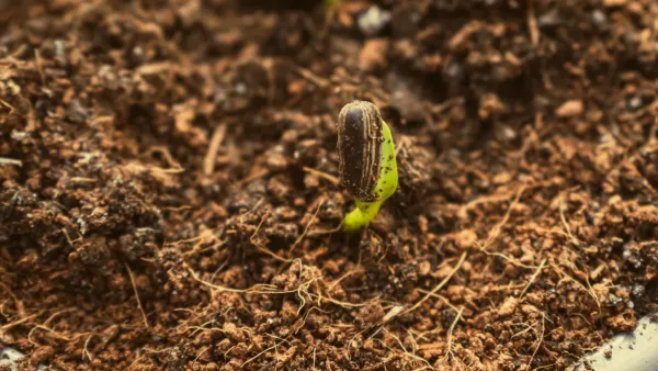 Planta saudável crescendo em vaso de barro com substrato bem drenado