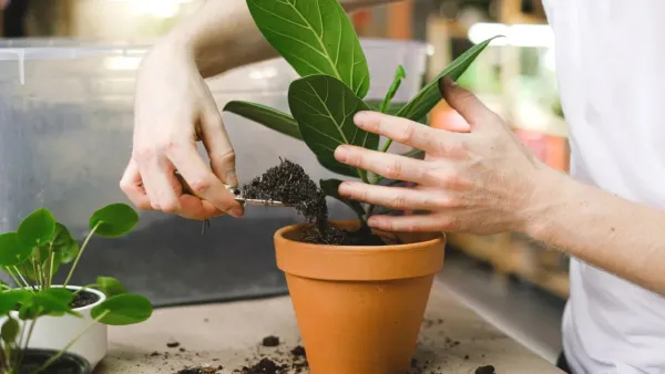 Planta saudável sendo transplantada para um vaso maior com terra nova, sob luz natural clara.