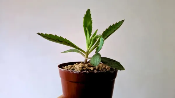 Planta verde vibrante em um vaso de barro ligeiramente pequeno, indicando a necessidade de um vaso maior.