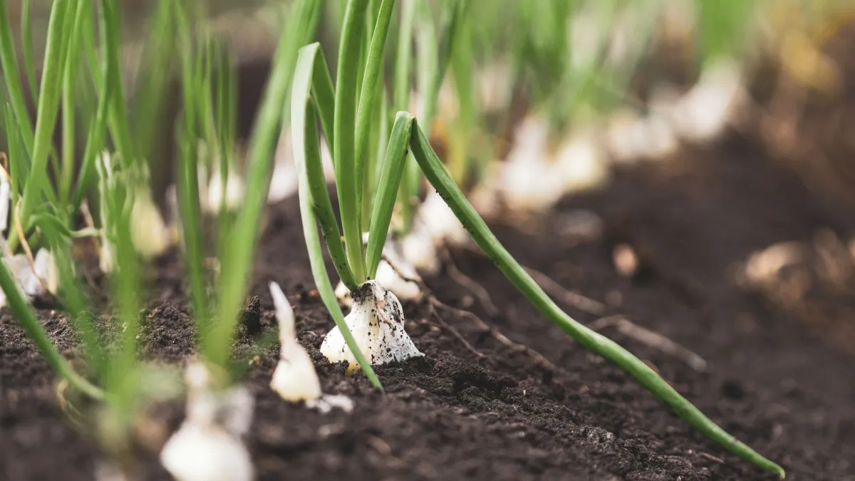 Plantas de cebola saudáveis e verdes em um canteiro de horta