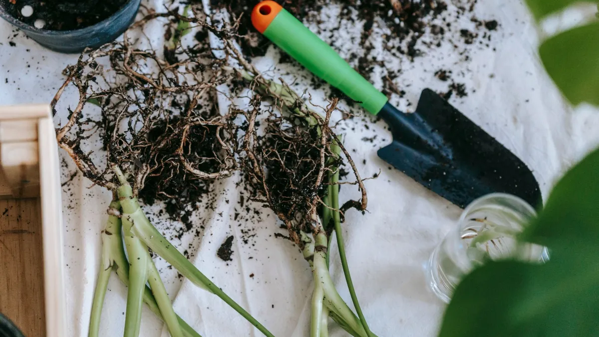 Raízes de Monstera Adansonii saindo pelos furos de drenagem de um vaso pequeno.