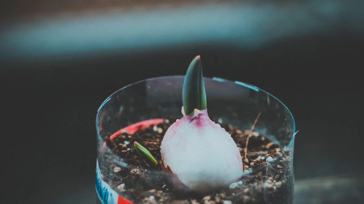 Raízes de orquídea saudáveis e verdes em um vaso transparente com substrato de musgo.