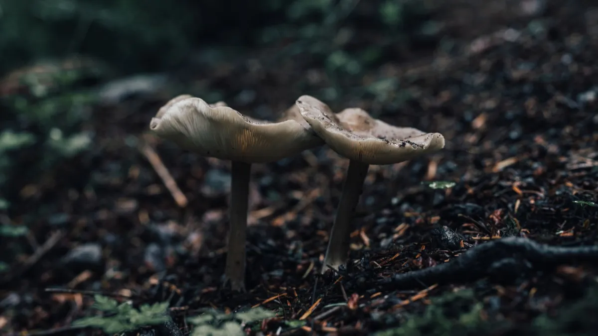 Raízes de planta apodrecidas em solo encharcado