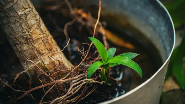 Raízes de planta de casa apodrecendo em um vaso de cerâmica