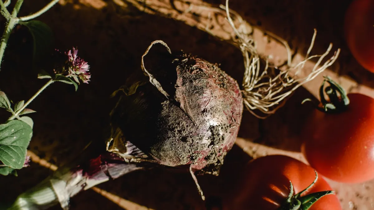 Raízes de planta de tomate em solo fértil.