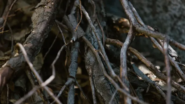 Raízes de planta enoveladas em um vaso de cerâmica, mostrando a necessidade de replantio