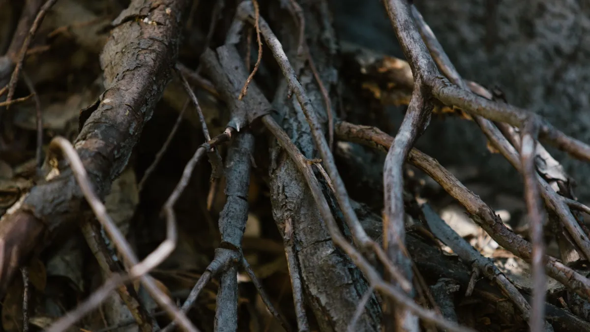 Raízes de planta enoveladas em um vaso de cerâmica, mostrando a necessidade de replantio