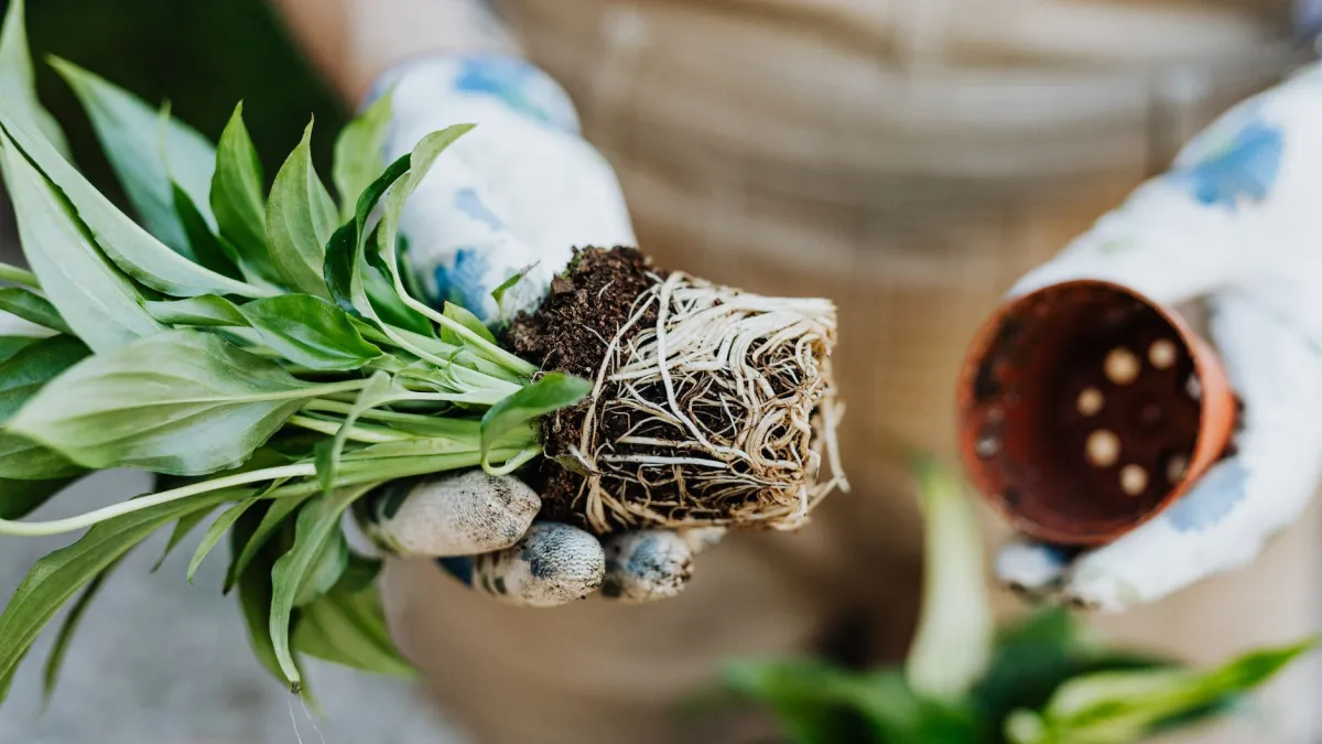 Raízes de planta podres e escuras em um vaso com substrato úmido