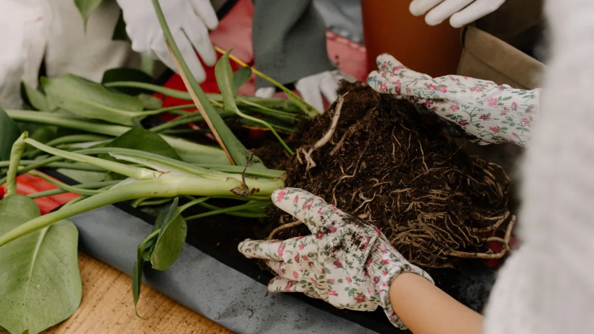 Raízes de planta sendo manuseadas com cuidado durante o processo de transplante.