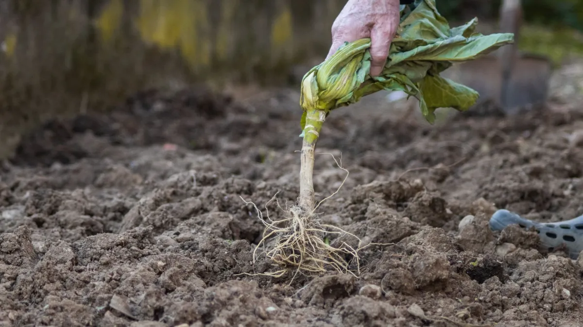 Raízes de uma planta absorvendo nutrientes do solo, essenciais para a floração.