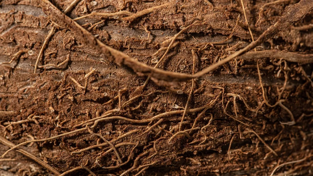 Raízes de uma planta crescendo e se espalhando no substrato de um vaso.