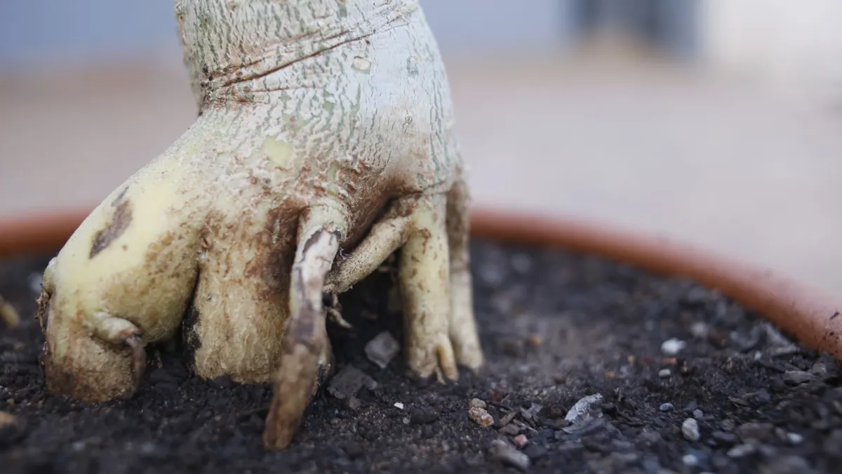Raízes de uma planta crescendo no substrato úmido.