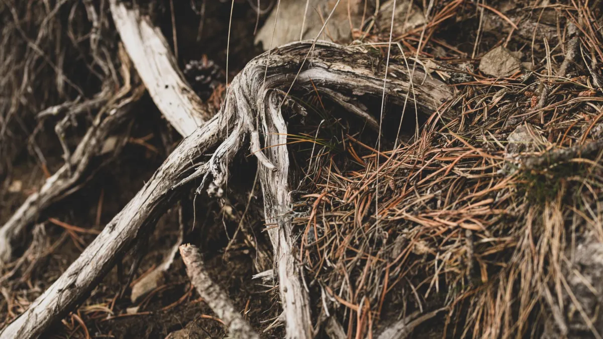Raízes de uma planta expostas em solo seco, evidenciando a necessidade de rega.