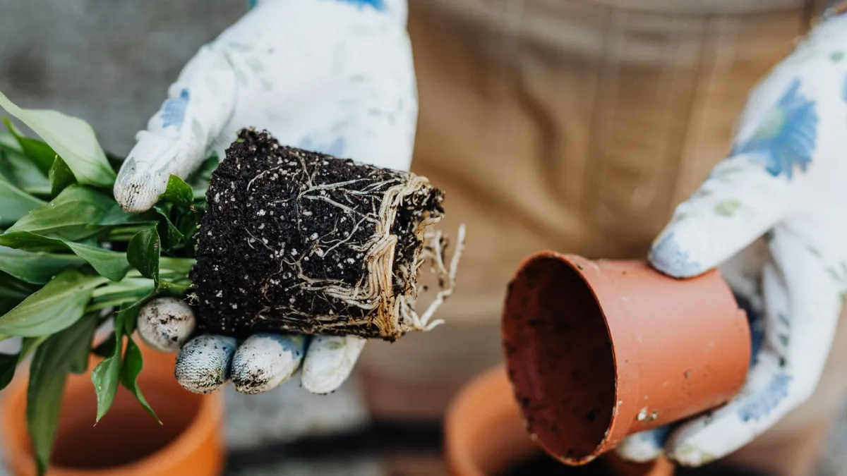 Raízes de uma planta saindo pelos furos de drenagem de um vaso pequeno