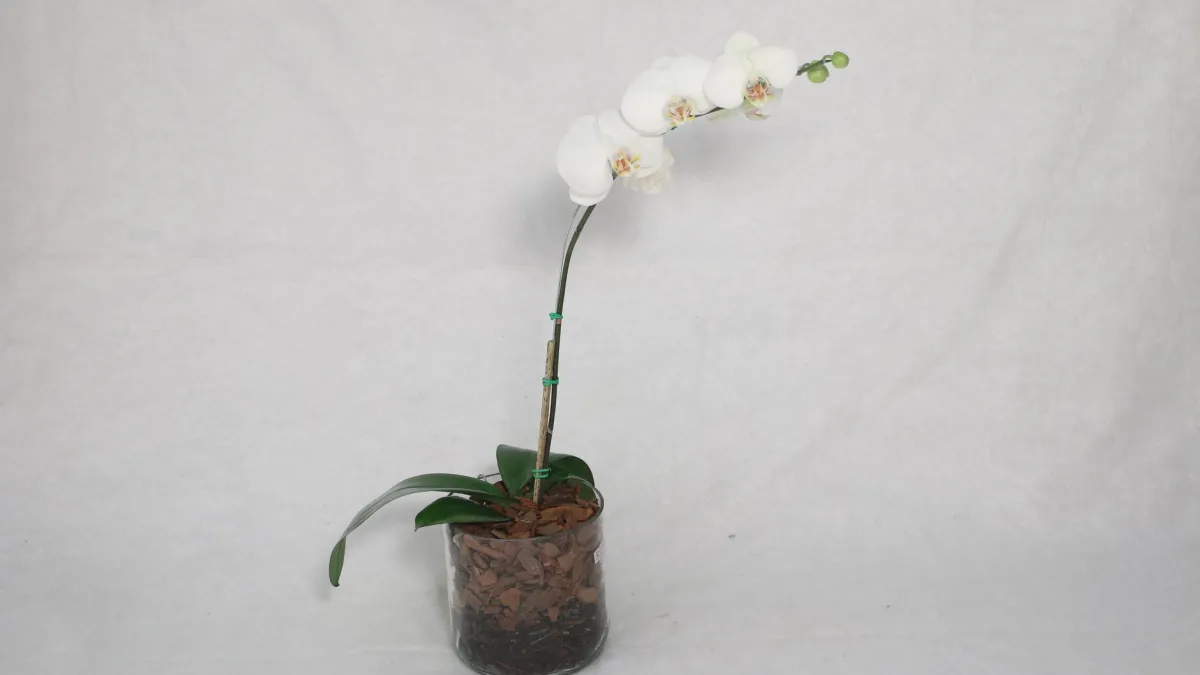 Raízes saudáveis de orquídea exibindo tons verdes e prateados vibrantes.