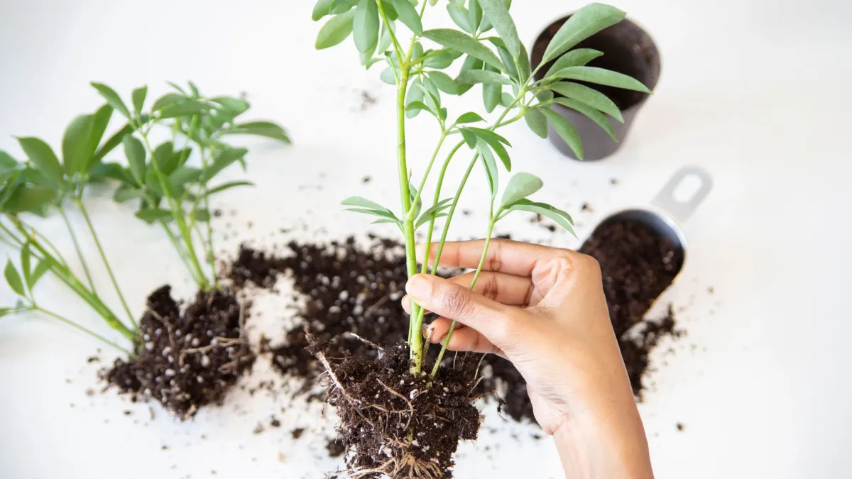 Raízes saudáveis de planta sendo soltas com cuidado antes do transplante