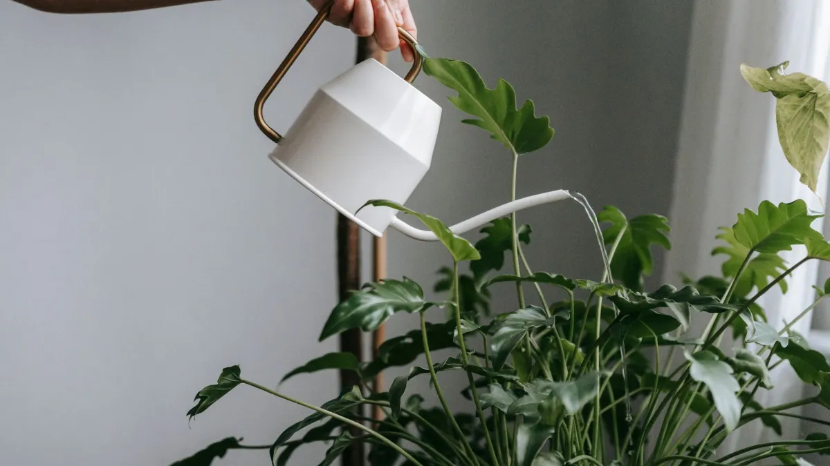 Regador despejando água em um vaso com hortelã, mostrando a importância da rega individual.