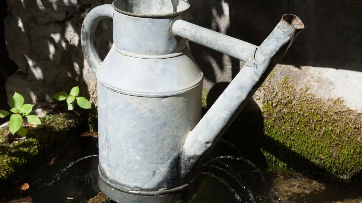 Regador despejando água na base de uma planta de orégano em um vaso, evitando molhar as folhas.