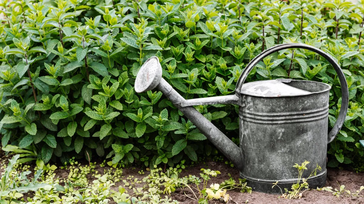 Regador molhando suavemente o solo na base de uma planta de violeta africana.