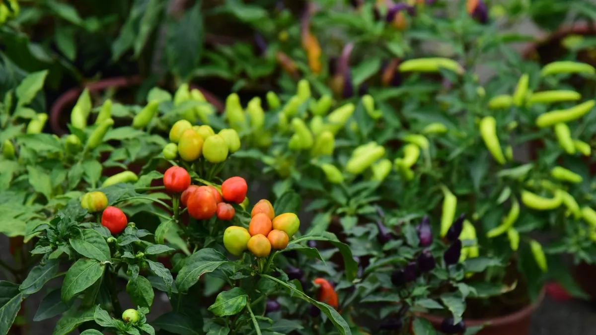Regando uma planta de pimenta em vaso em uma varanda