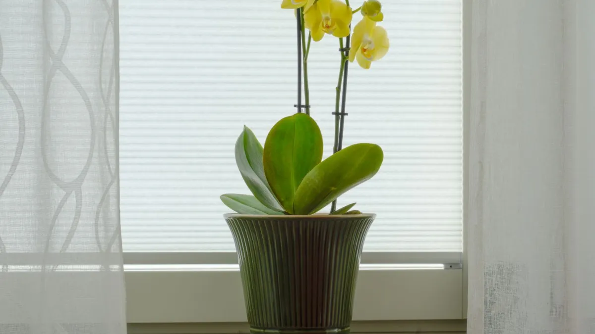 Ripsális com caules pendentes e pequenas flores brancas em um vaso, sob luz indireta.