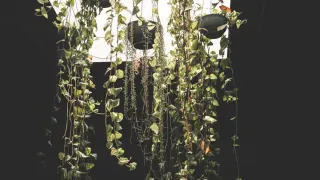 Sala de estar decorada com plantas pendentes em vasos suspensos