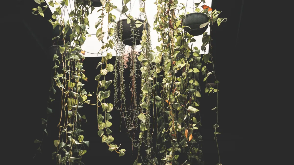 Sala de estar decorada com plantas pendentes em vasos suspensos