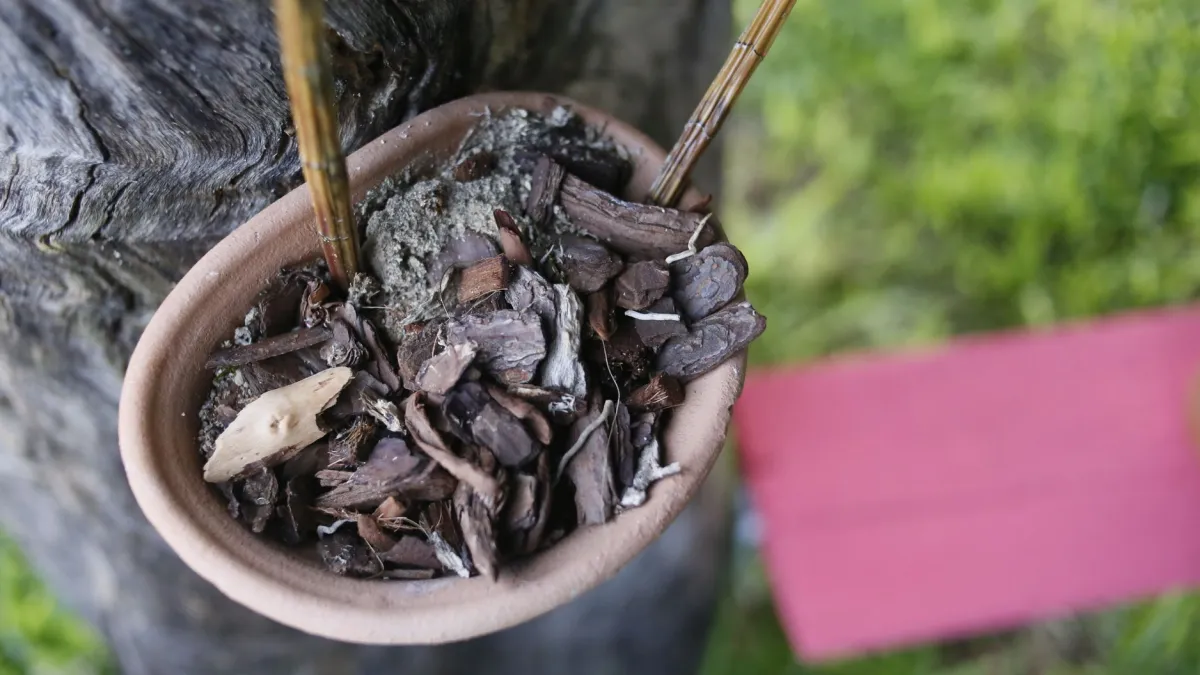 Superfície de um vaso de cebola coberta com palha para mulching.